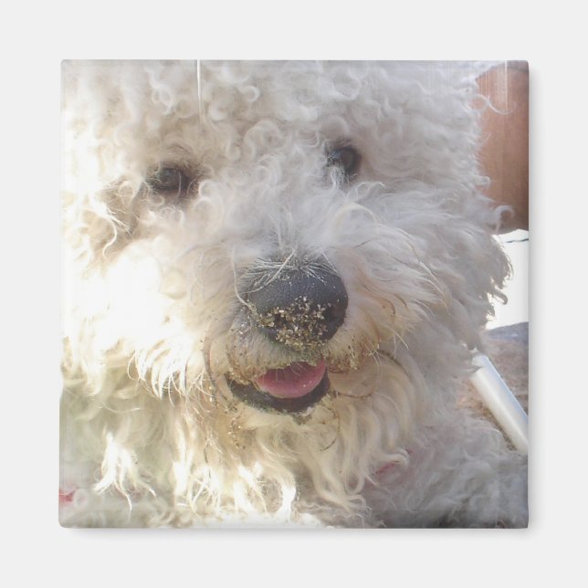 Bichon Frise Square Magnet (Front)
