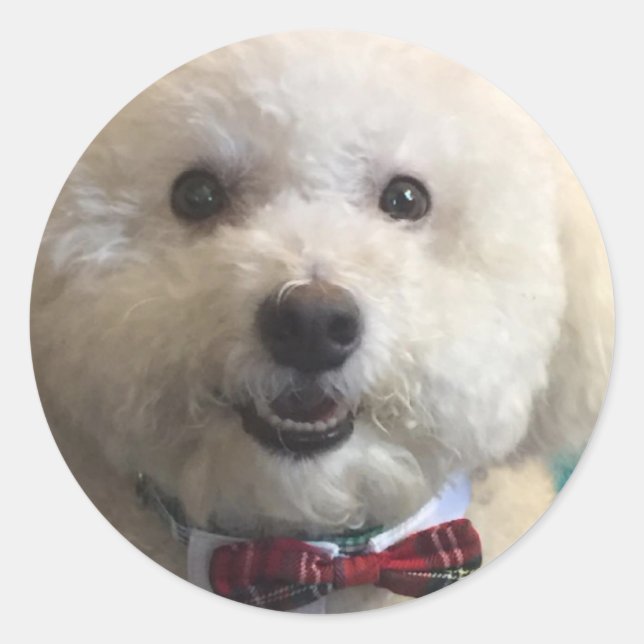 Bichon Frise - Sticker (Front)