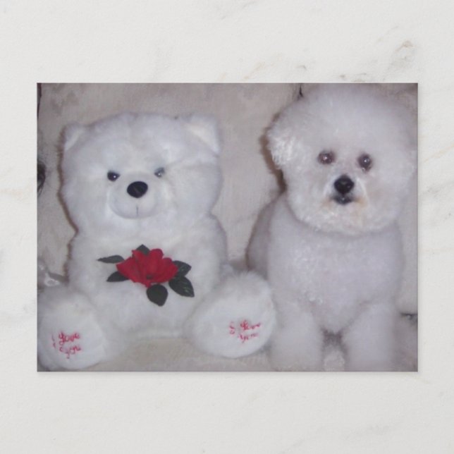 Bichon frise with white teddy bear. postcard (Front)