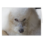 Bichon, guilty - Note Card (Front Horizontal)