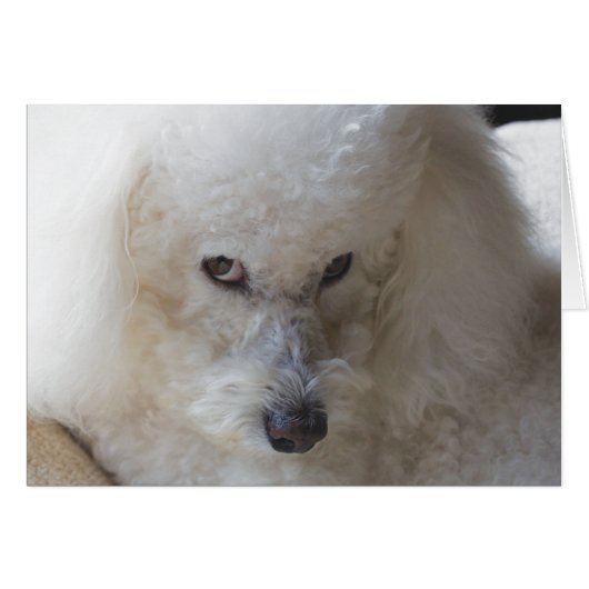 Bichon, guilty - Note Card (Front Horizontal)