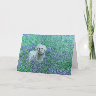 Bichon in Bluebonnets Greeting Card
