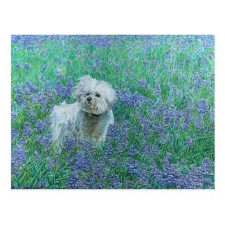 Bichon in the Blueonnets Postcard