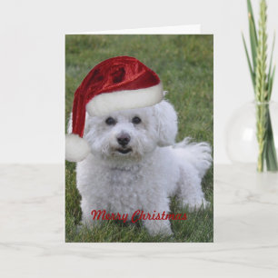 Bichon Merry Christmas Holiday Card