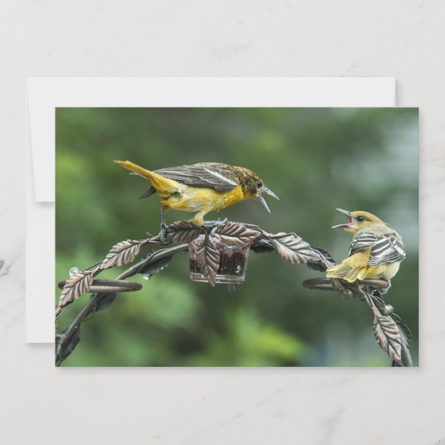 Bickering Orioles  -  All Occasion Note Card (Front)
