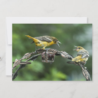 Bickering Orioles - All Occasion Note Card