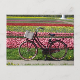 Bicycle at Tulips Field DIY Postcard