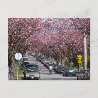 Bicycles and Cherry Blossoms Postcard