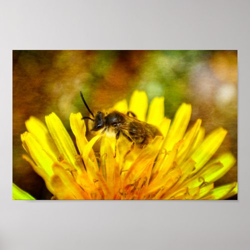 Biene auf Blte Poster