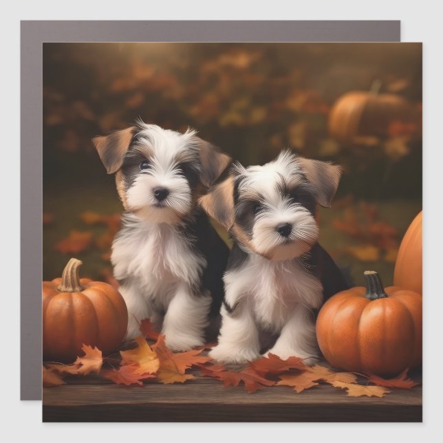 Biewer Terrier Puppy Autumn Delight Pumpkin  Car Magnet (Front)