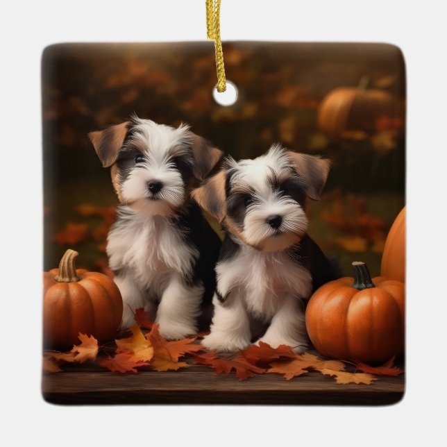 Biewer Terrier Puppy Autumn Delight Pumpkin  Ceramic Ornament (Front)