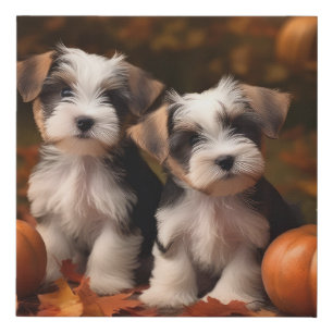 Biewer Terrier Puppy Autumn Delight Pumpkin  Faux Canvas Print