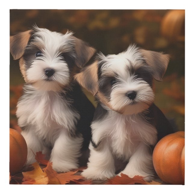 Biewer Terrier Puppy Autumn Delight Pumpkin  Faux Canvas Print (Front)