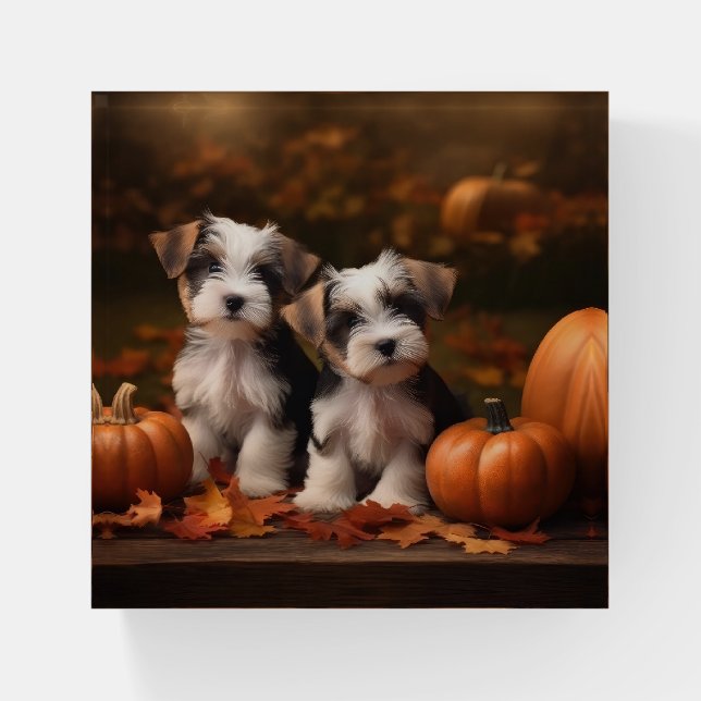 Biewer Terrier Puppy Autumn Delight Pumpkin  Paperweight (Front)