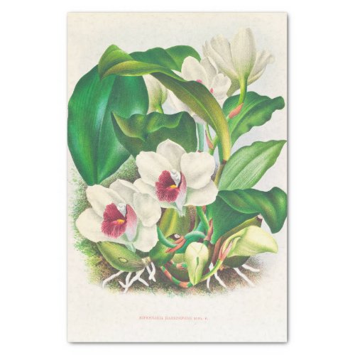 Bifrenaria Harrisoniae Orchid by Jean Linden Tissue Paper