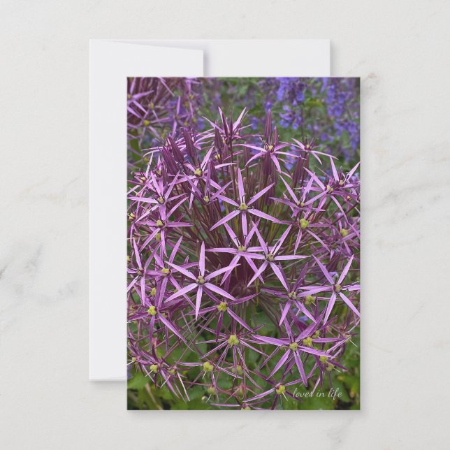 Big Allium Head Note Card (Front)