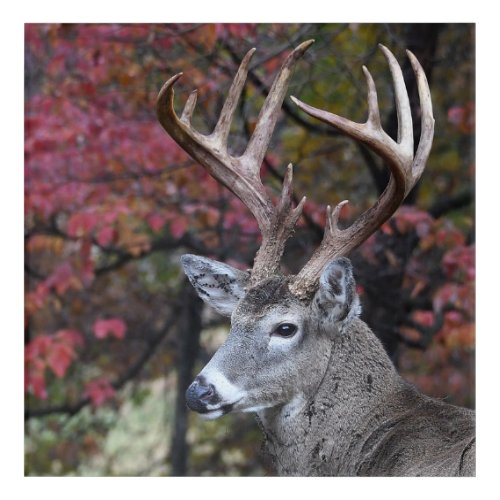 Big Autumn Whitetail Deer Buck Acrylic Print