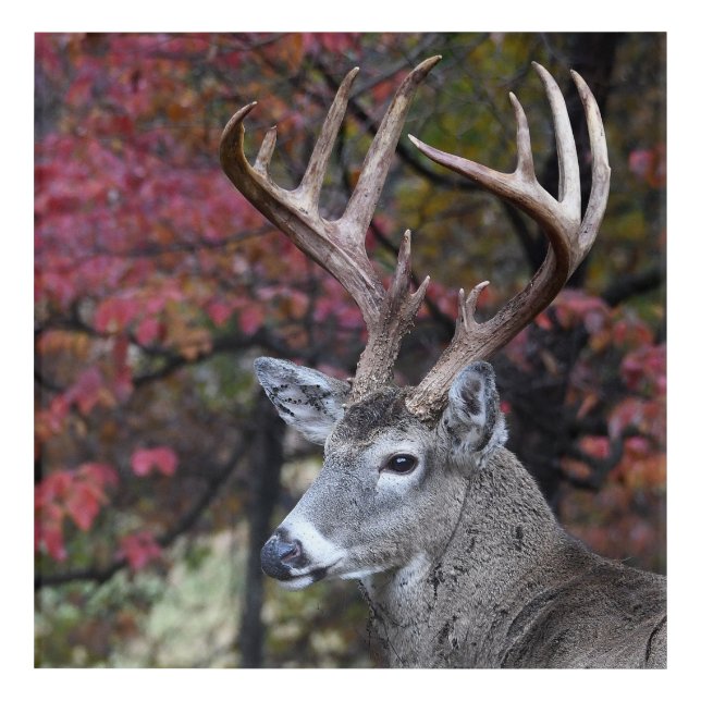 Big Autumn Whitetail Deer Buck Acrylic Print (Front)