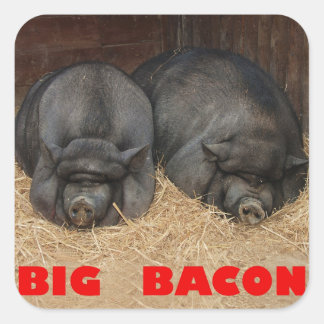 big_bacon_pot_bellied_pigs_square_stickers-r84a5ad853b5f4da0ae1d001908882506_v9i40_8byvr_324.jpg