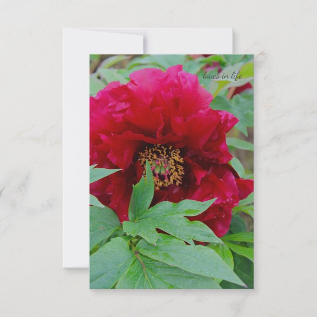 Big Bashful Burgundy  Note Card (Front)