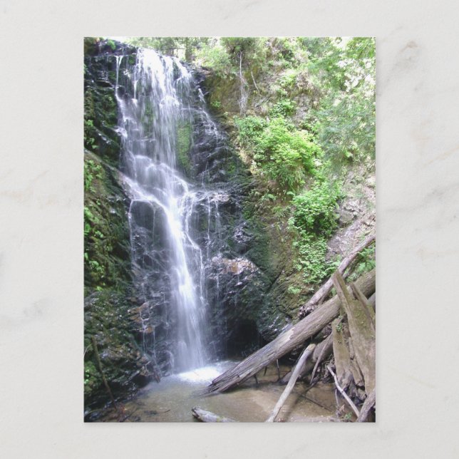 Big Basin, Santa Cruz Mountains Postcard (Front)