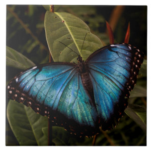 Big, beautiful, blue butterfly ceramic tile