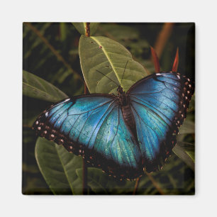 Big, beautiful, blue butterfly magnet