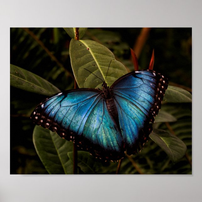 Big, beautiful, blue butterfly poster (Front)