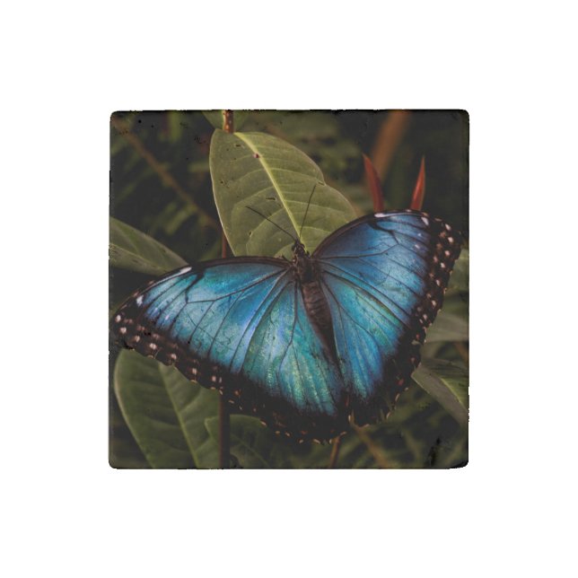 Big, beautiful, blue butterfly stone magnet (Front)