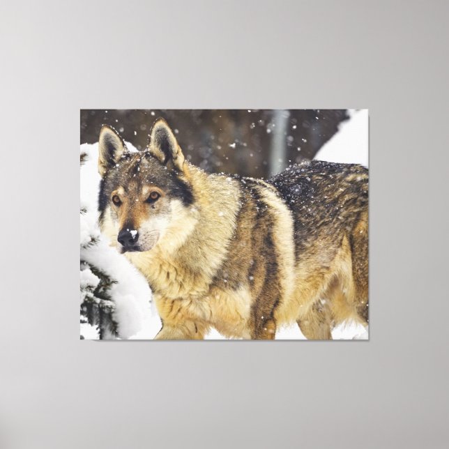 Big Beautiful Grey Wild Wolf in snow Canvas Print (Front)