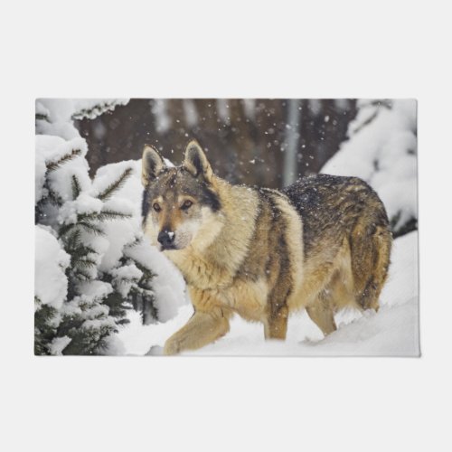 Big Beautiful Grey Wild Wolf in snow  Doormat