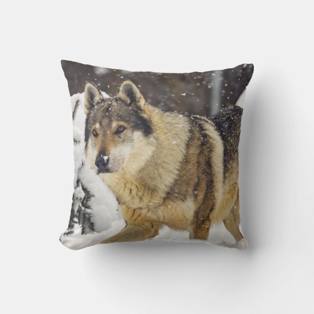 Big Beautiful Grey Wild Wolf in snow Throw Pillow (Front)