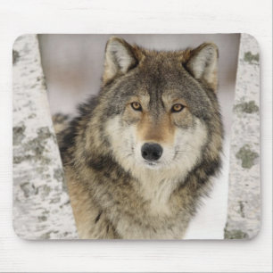 Big Beautiful Grey Wolf in the wild Mouse Pad