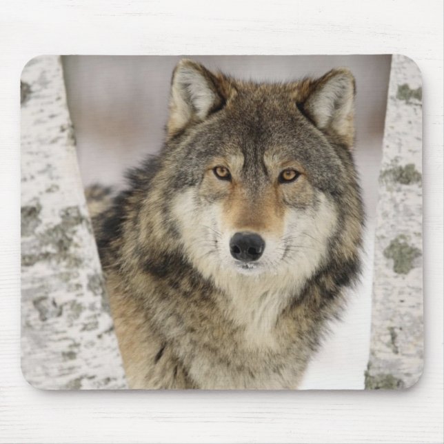 Big Beautiful Grey Wolf in the wild Mouse Pad (Front)