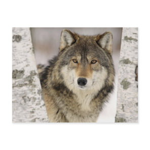 Big Beautiful Grey Wolf in the wild Postcard