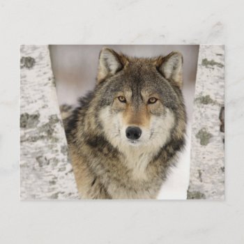 Big Beautiful Grey Wolf In The Wild Postcard by freya18801 at Zazzle