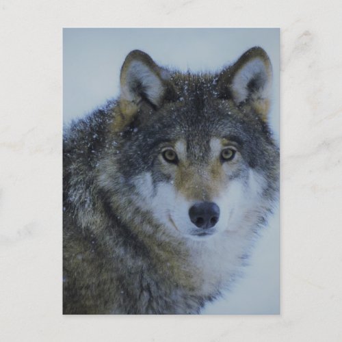 Big Beautiful Grey Wolf in the wild Postcard