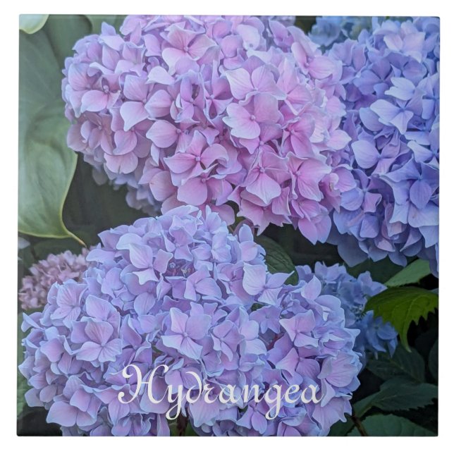 Big Beautiful Hydrangea Blooms Floral Ceramic Tile (Front)