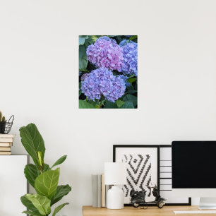 Big Beautiful Hydrangea Blooms Floral Poster