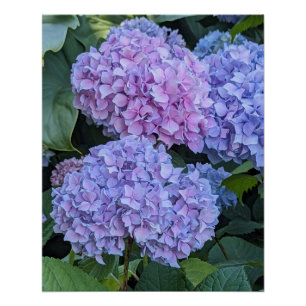 Big Beautiful Hydrangea Blooms Floral Poster