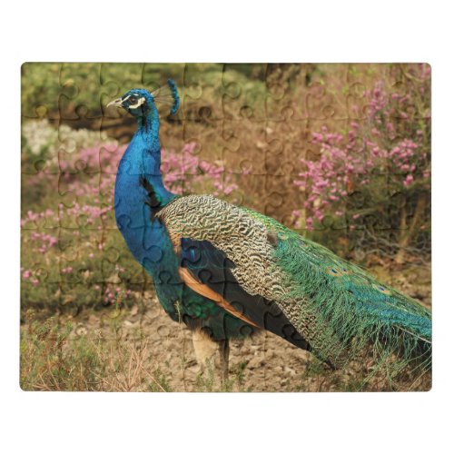 Big beautiful peacock jigsaw puzzle