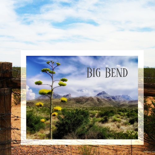 Big Bend Landscape  Century Plant Blossom TX Postcard