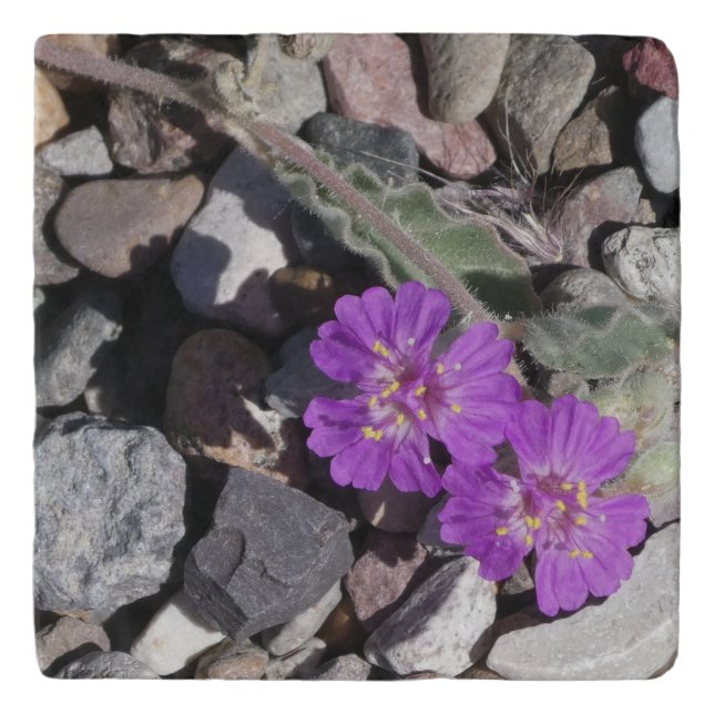 Big Bend, Small Beauty Trivet (Front)