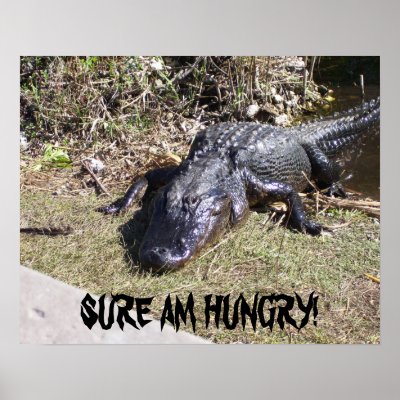 Alligator Posters &amp; Prints | Zazzle
