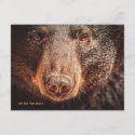 Big Black Bear Face Postcard