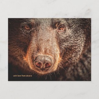 Big Black Bear Face Postcard