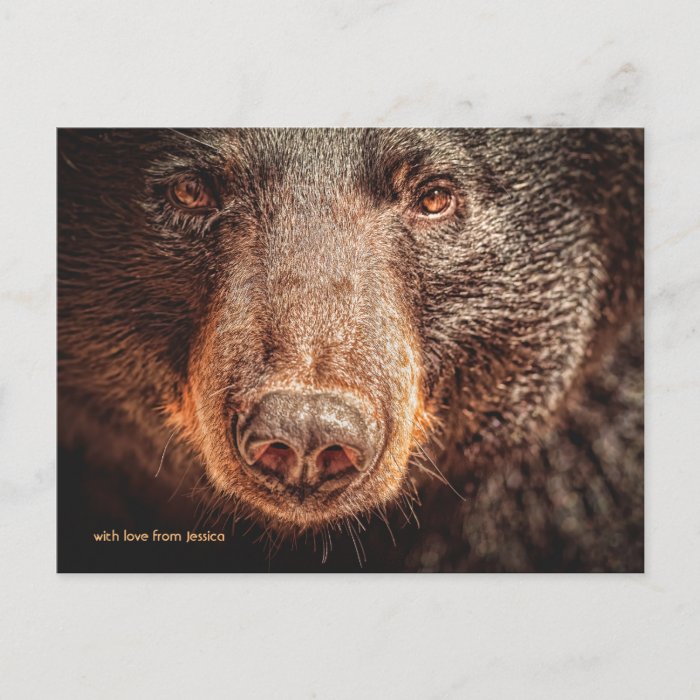 Big Black Bear Face Postcard