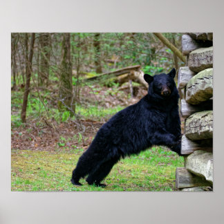 Big Black Bear in the Smoky's Poster
