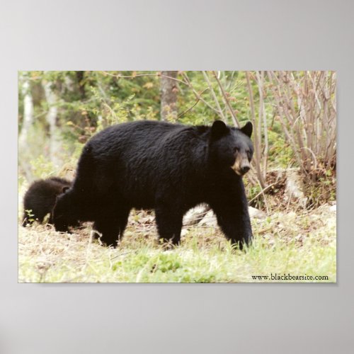 big black bear poster