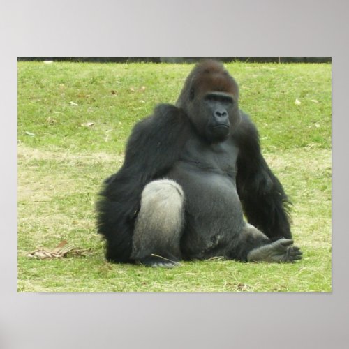 Big Black Gorilla Poster